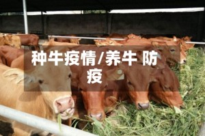 种牛疫情/养牛 防疫
