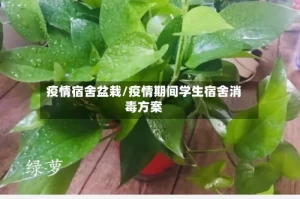 疫情宿舍盆栽/疫情期间学生宿舍消毒方案