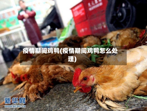 疫情期间鸡鸭(疫情期间鸡鸭怎么处理)-第3张图片