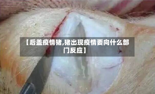 【后盖疫情猪,猪出现疫情要向什么部门反应】-第1张图片